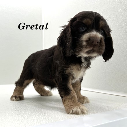 puppy, for, sale, Cocker Spaniel, Joe & Cherri  Overlease, dog, breeder, Miller, MO, dog-breeder, puppy-for-sale, forsale, nearby, find, puppyfind, locator, puppylocator, aca